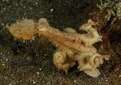 Dive Centre Lembeh at Hairball Resort - octopus.